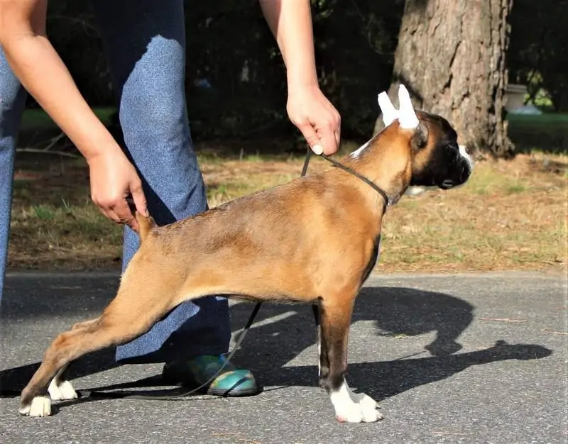 Caring for Boxer puppy. Boxer puppies are extremely exuberant in everything that they do and they remain playful throughout their lives.