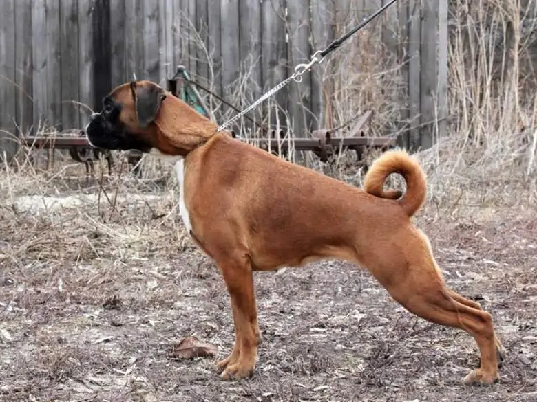 Feeding of Boxer. Boxers need to be fed a good quality balanced diet to suit different stages of their lives.