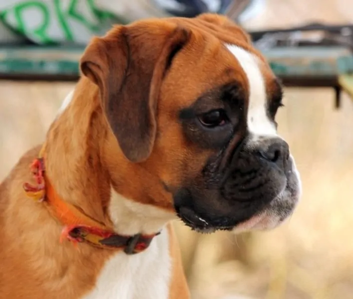 Interesting facts about Boxer | Nordom Boxers Kennel