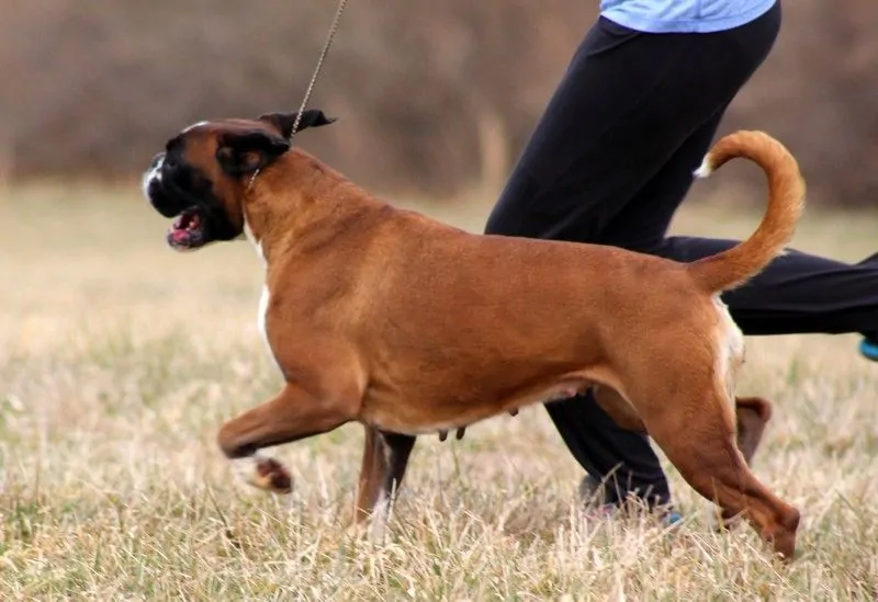 Feeding guide for adult Boxer. As a rough guide an adult fully grown Boxer can be fed the following amounts every day ...