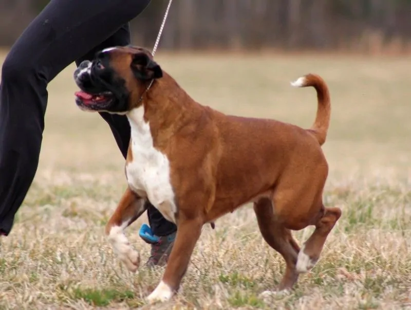 Temperament of Boxer. Known to be real clowns Boxers are often referred to as the "jokers of the dog world".