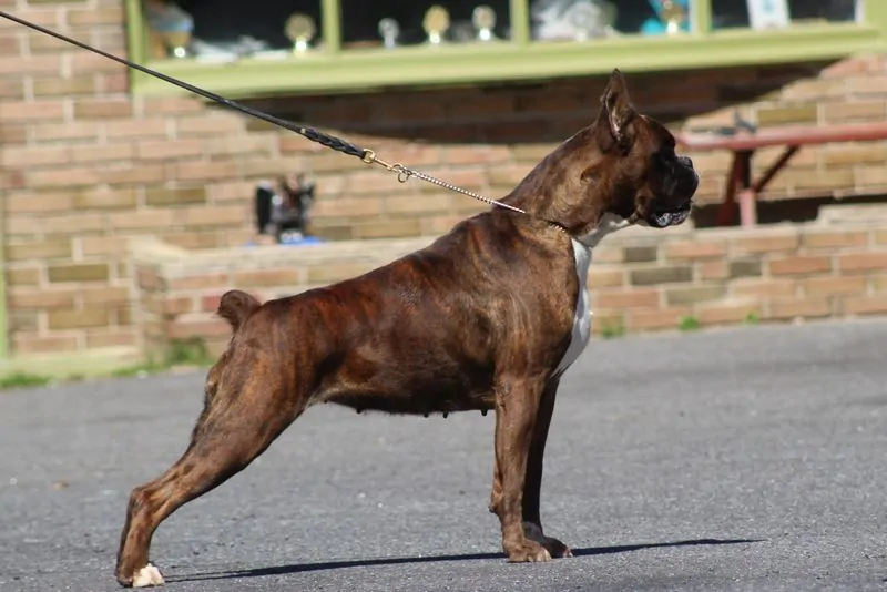 Appearance of Boxer | Nordom German Boxers Kennel