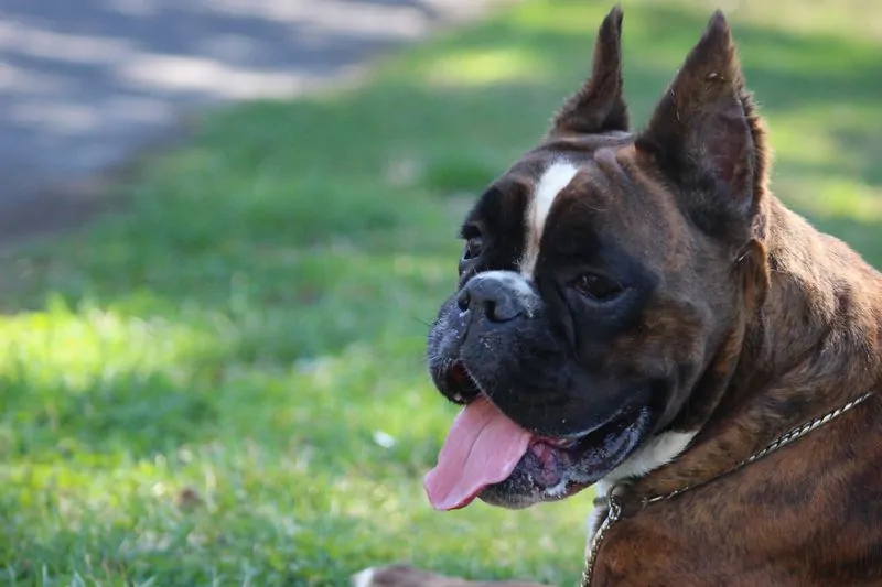 Grooming tools needed for a Boxer. Having the right grooming tools helps keep a Boxer's coat and skin in top condition.