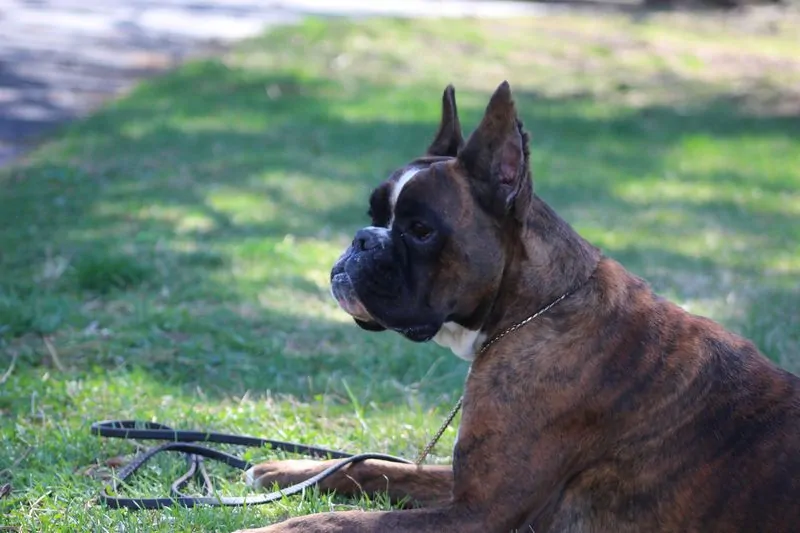 Caring for Boxer. As with any other breed Boxers need to be groomed on a regular basis to make sure their coats and skin are kept ...