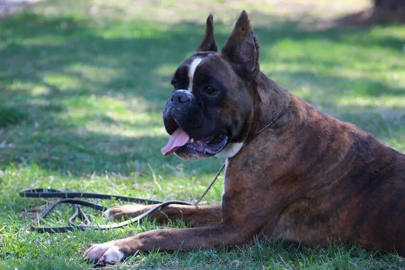 History of Boxer. The Boxer is a relative newcomer to the dog world having been first bred in Germany in the late 1890’s.