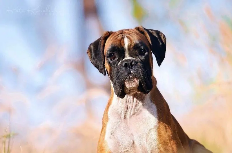 Introduction of the Boxer. Boxers are high energy dogs and are often described as being exuberant extrovert ...