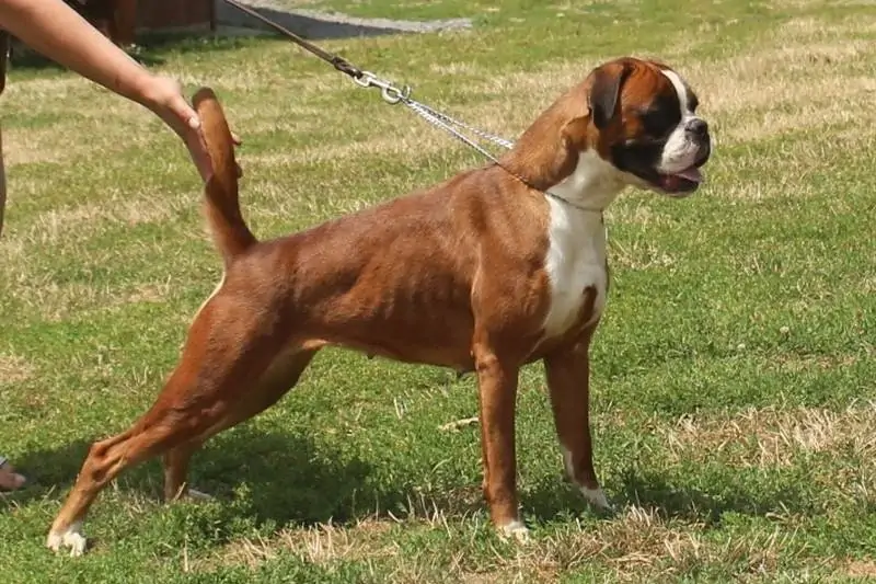 Boxer Dog FAQs Newark NJ. How large are Boxers? Who are the ancestors of Boxers? When did Boxer arrive in United States?