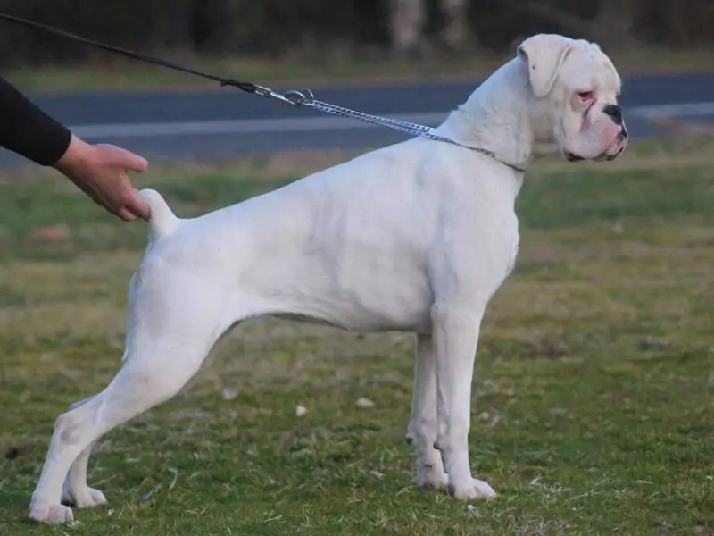 Boxer puppies Newark Delaware. How to groom Boxer. Brush your Boxer’s coat 1-2 times weekly. Bathe your Boxer as-needed