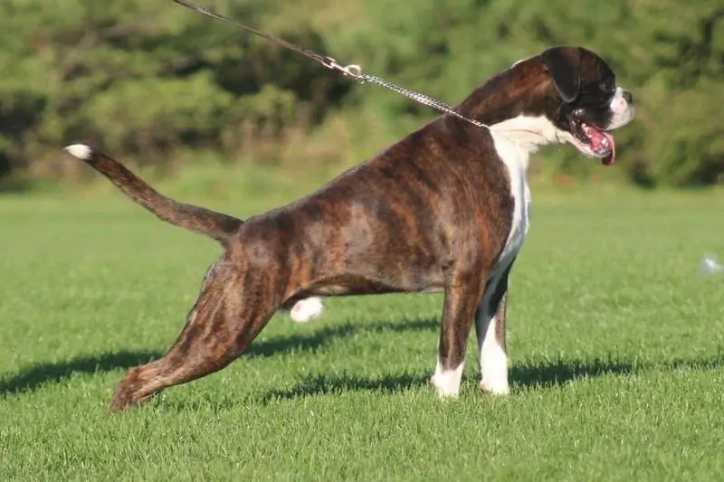 Boxer puppies for sale Philadelphia. How to groom Boxer. Brush Boxer’s teeth at least once weekly. Here’s how to clean Boxer’s teeth.