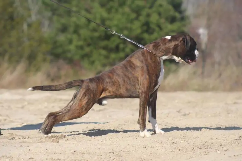 Boxer puppies Baltimore Maryland. How to groom Boxer. Clean your Boxer’s ears monthly. Here’s how to clean your Boxer’s ears.