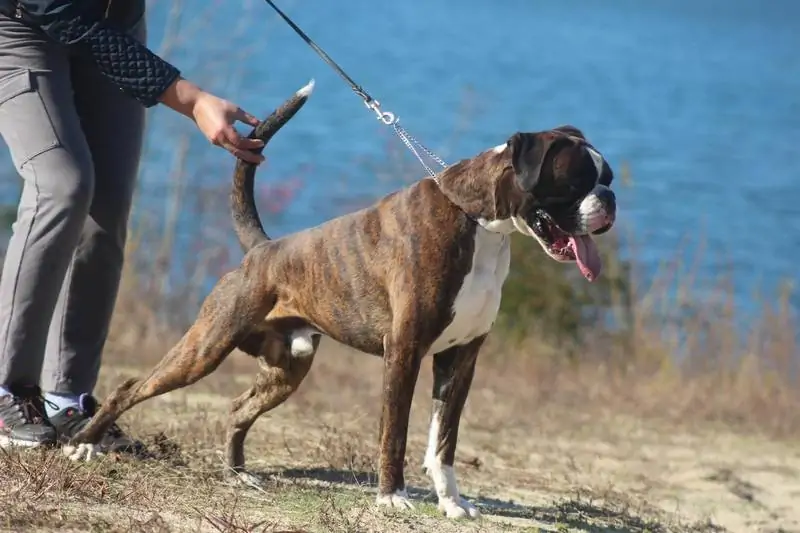 Boxer puppy for sale Jersey City NJ. How to groom Boxer. Trim your Boxer’s nails monthly. Here’s how to trim your Boxer’s nails.