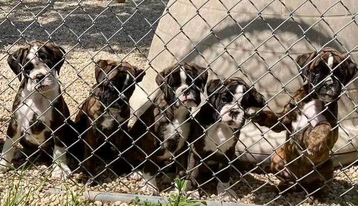 Cute Boxer dog puppy Buffalo New York. How to train a Boxer puppy? Do Boxer puppies like to go for walks? Do Boxer puppies like to bathe?