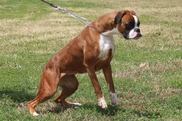 Boxer dogs Germantown Maryland. Temperament of Boxer dogs. Are Boxer dogs good with kids? Are Boxer dogs hypoallergenic?