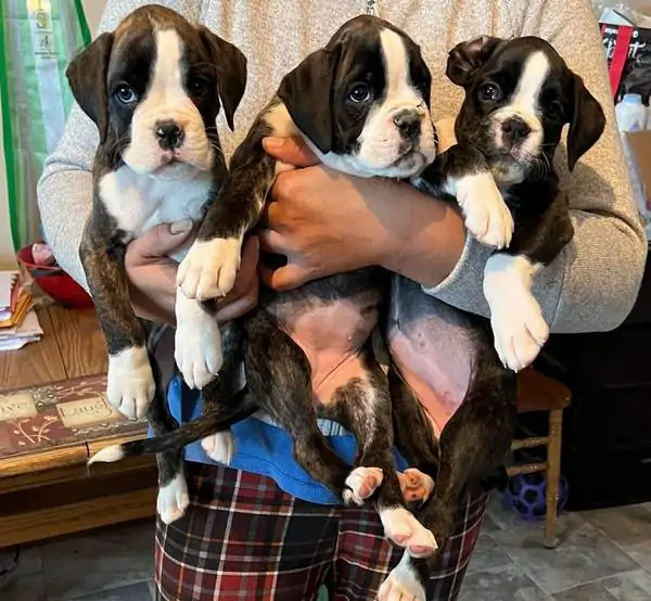 Cute Boxer puppy Allentown Pennsylvania. Temperament of Boxer puppies. What to feed a Boxer puppy? How to toilet train a Boxer puppy?