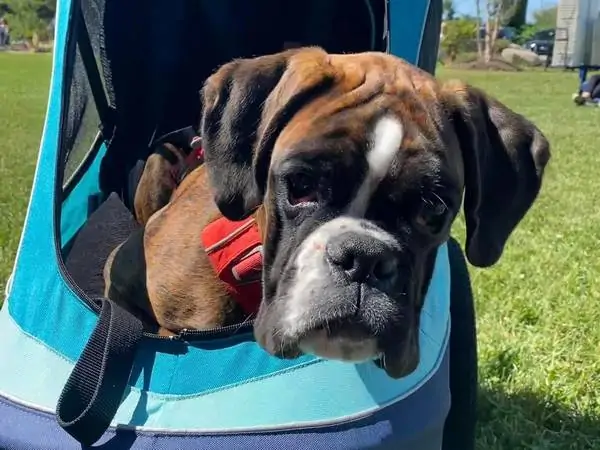 Boxer dogs for sale in Dover Delaware. Boxer dog breed information. Here is some information about Boxer dogs.