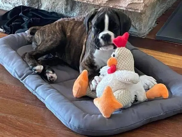 Boxer dogs for sale in Syracuse New York. Boxer personality. Boxer in the family. The boxer dog breed has a very friendly and curious nature.