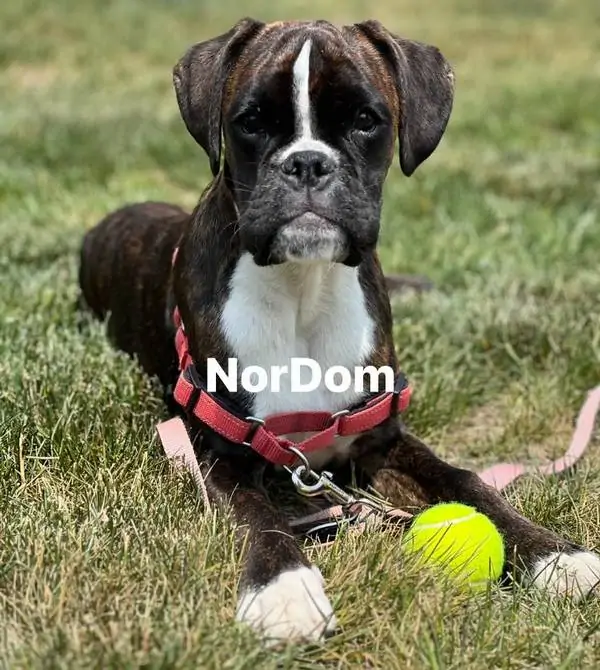 Boxer dogs in Virginia Beach Virginia. Lively, playful, curious, cheerful, and energetic - these traits fully characterize German Boxer.