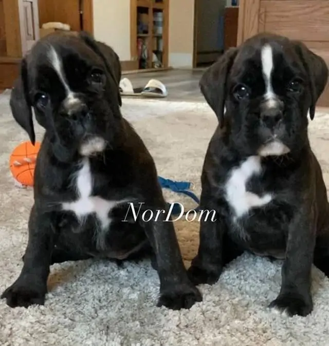 Cute Boxer puppies in Chesapeake Virginia. Training and raising a Boxer. Boxers love open spaces, making rural areas ideal for them.