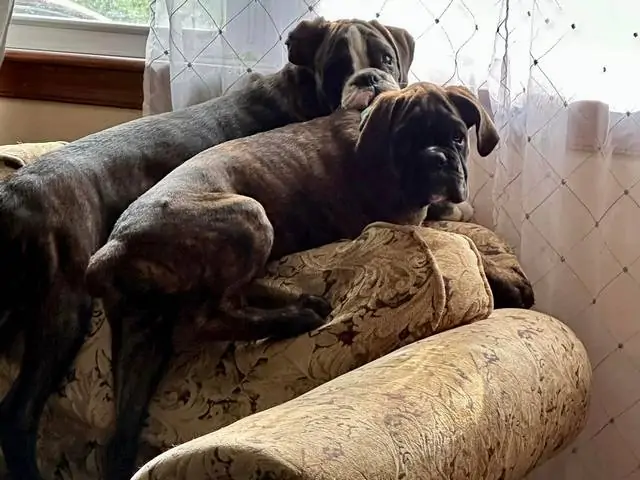 German Boxer grooming in Norfolk VA. How to keep your dog looking and feeling great? Boxers are known for their remarkable personalities.