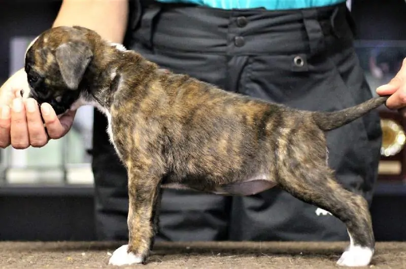 Boxer puppies for sale Aberdeen, South Dakota