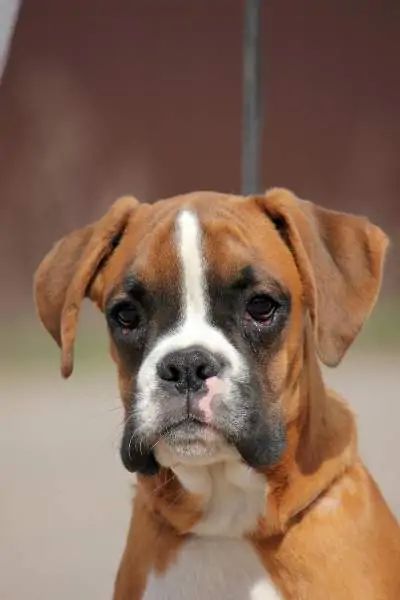 Boxer puppies for sale in Abilene TX | Boxer puppy for sale near me