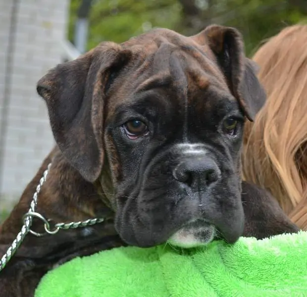 Boxer puppies for sale in Akron OH | Boxer puppy for sale near me