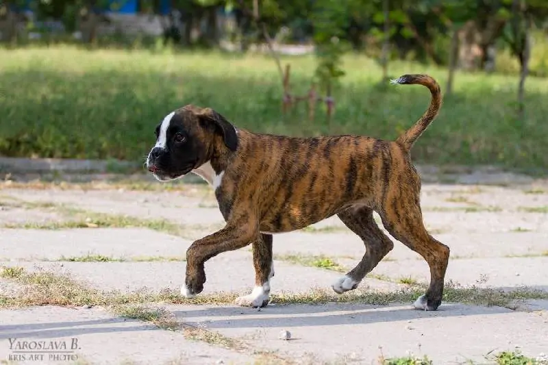 Boxer puppies for sale in Albany OR | Boxer puppy for sale near me
