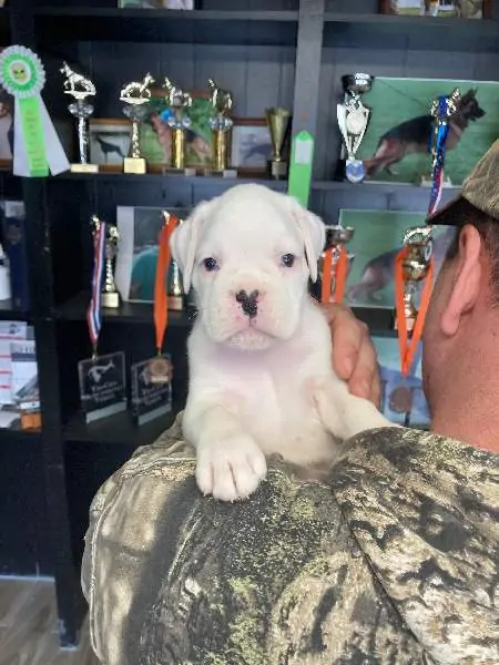 Boxer puppies for sale in Ames IA | Boxer puppy for sale near me