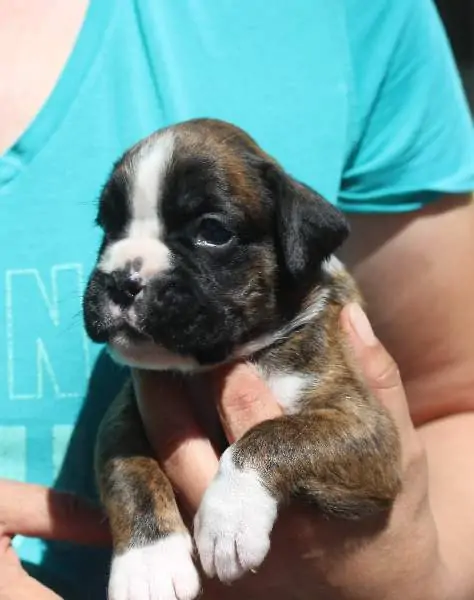 Boxer puppies for sale Ames, Iowa