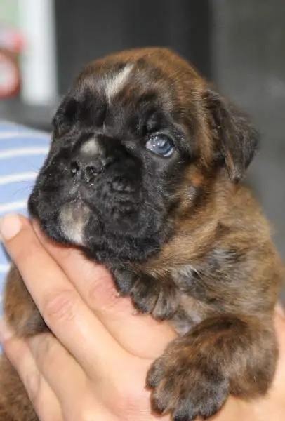 Boxer puppies for sale in Anderson IN | Boxer puppy for sale near me