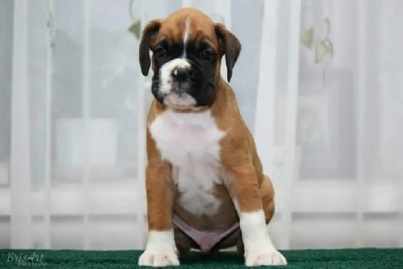 Boxer puppies for sale in Annandale MN | Boxer puppy for sale near me