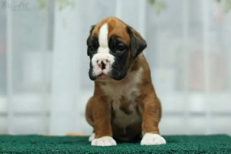 Boxer puppies for sale in Asheville NC | Boxer puppy for sale near me