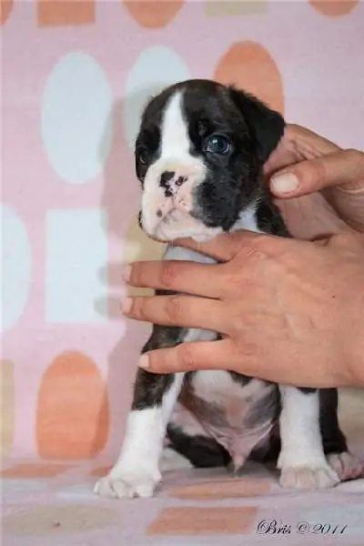 Boxer puppies for sale in Ashland KY | Boxer puppy for sale near me