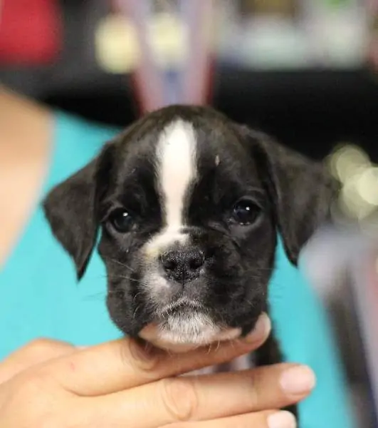 Boxer puppies for sale in Bend OR | Boxer puppy for sale near me
