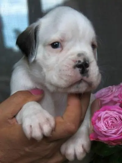 Boxer puppies for sale Biloxi, Mississippi