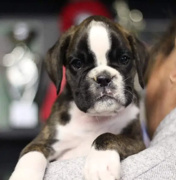 Boxer puppies for sale in Biloxi MS | Boxer puppy for sale near me