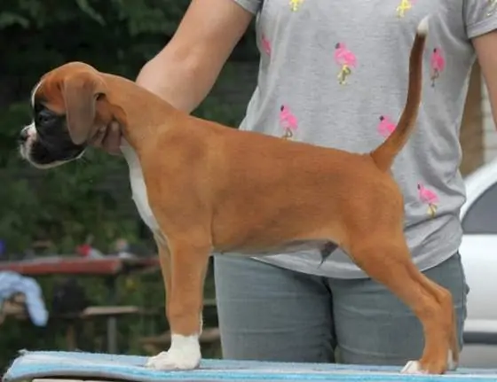 Boxer puppies for sale in Bloomington IN | Boxer puppy near me