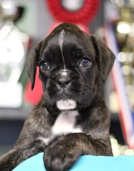 Boxer puppies for sale in Bowling Green KY | Boxer puppy near me
