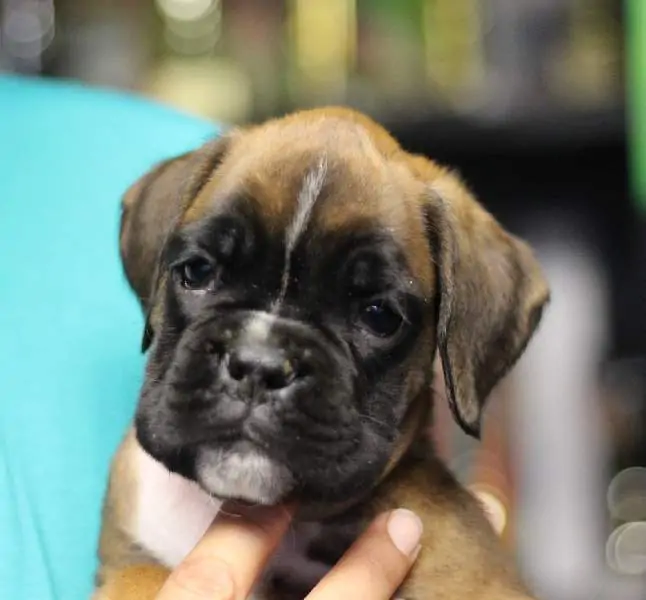 Boxer puppies for sale Bristol, Rhode Island
