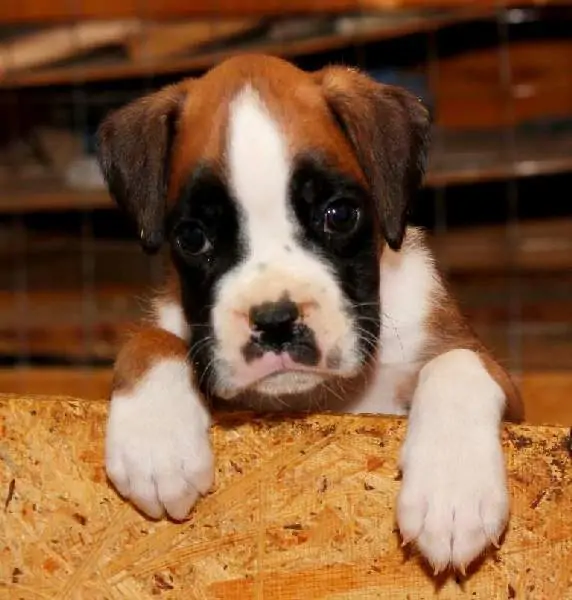 Boxer puppies for sale in Brooklyn Park MN | Boxer puppy near me