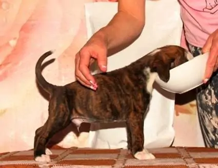 Boxer puppies for sale in Brunswick GA | Boxer puppy for sale near me