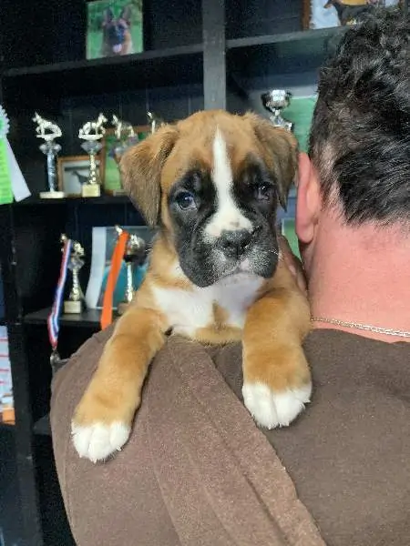 Boxer puppies for sale in Buffalo WY | Boxer puppy for sale near me