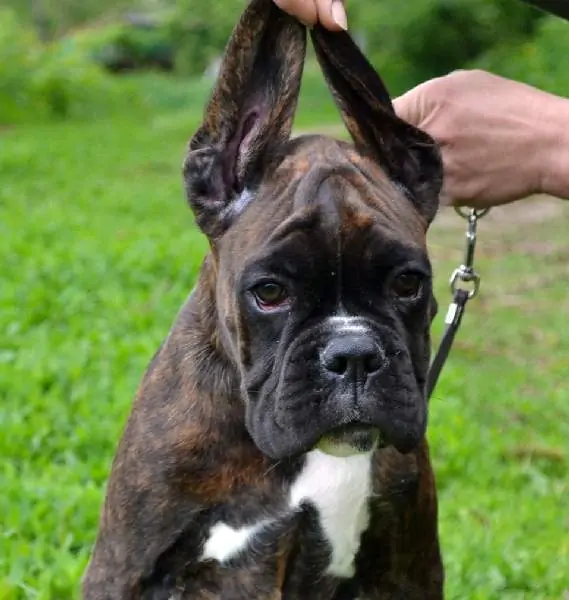 Boxer puppies for sale in Camden NJ | Boxer puppy for sale near me | Nordom – German Boxers Kennel