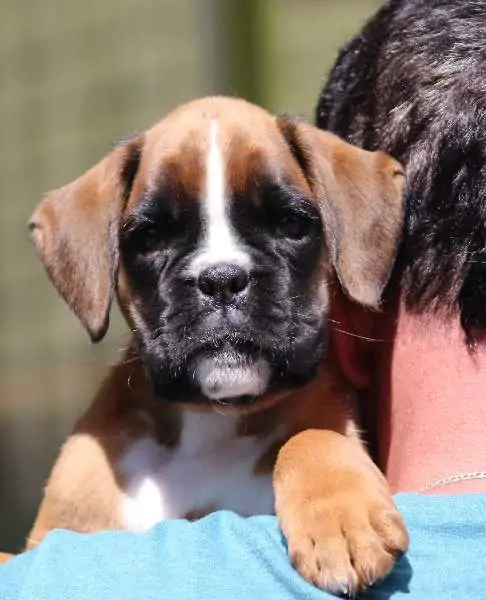Boxer puppies for sale in Charleston SC | Boxer puppy for sale near me