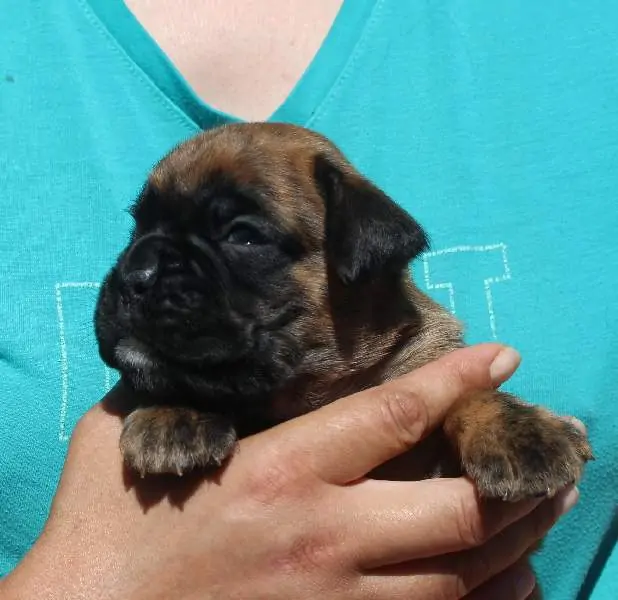 Boxer puppies for sale in Chattanooga TN | Boxer puppy near me