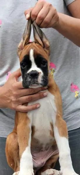 Boxer puppies for sale Cincinnati, Ohio
