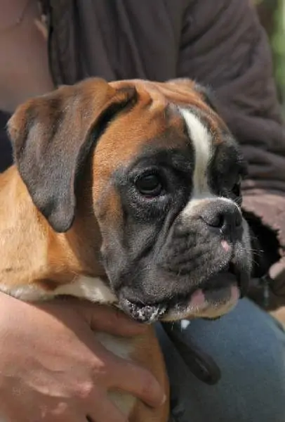 Boxer puppies for sale Clarksville, Tennessee