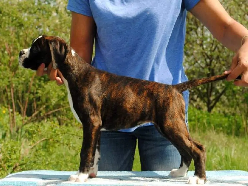 Boxer puppies for sale in Clarksville TN | Boxer puppy sale near me