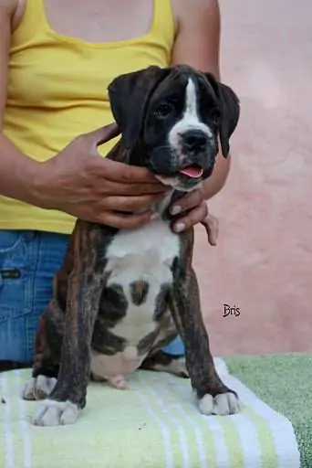 Boxer puppies for sale Clearfield, Utah
