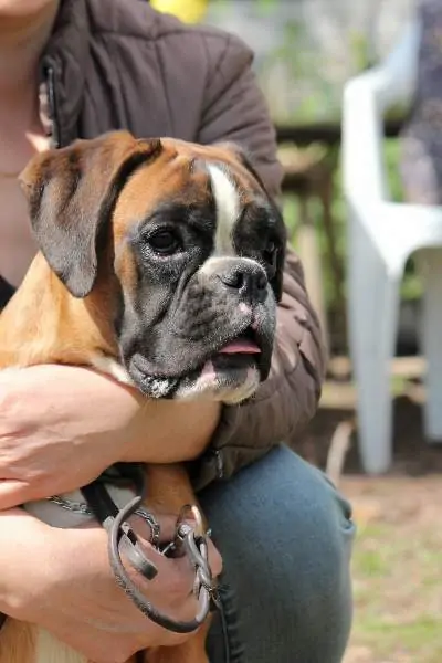 Boxer puppies for sale in Clearwater MN | Boxer puppy for sale near me